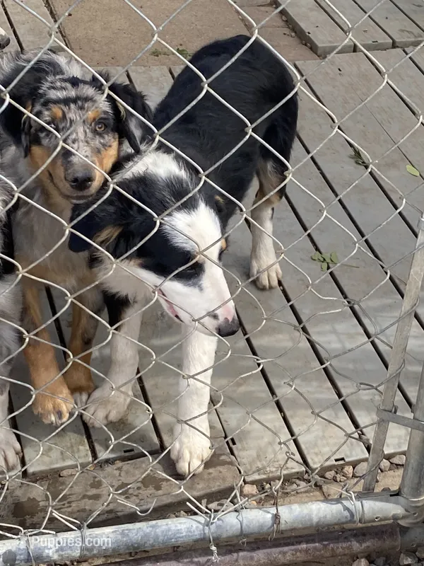  standard female aussie/border cross  – Australian Shepherd puppy for sale in Hygiene, CO