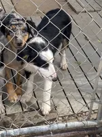  standard female aussie/border cross , a female Australian Shepherd for sale in Hygiene, CO – 1 of 3