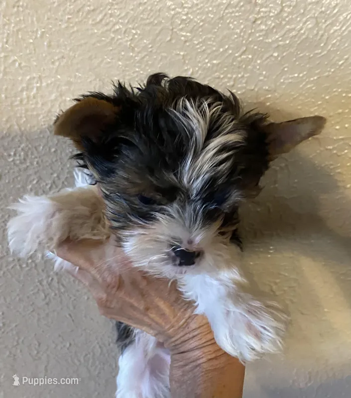 Daisy male – Yorkshire Terrier puppy for sale in Hygiene, CO
