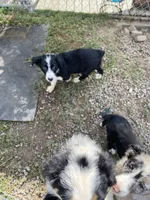 standard male aussie/border cross , a male Australian Shepherd for sale in Hygiene, CO – 5 of 5