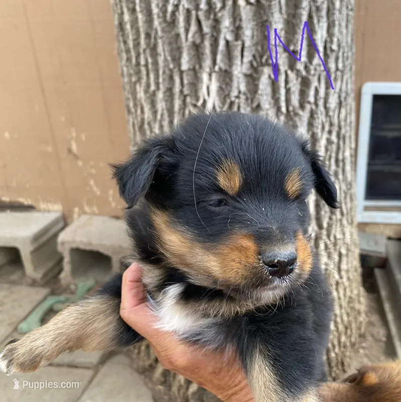 pistol f black tri mostly black – Miniature Australian Shepherd puppy for sale in Hygiene, CO