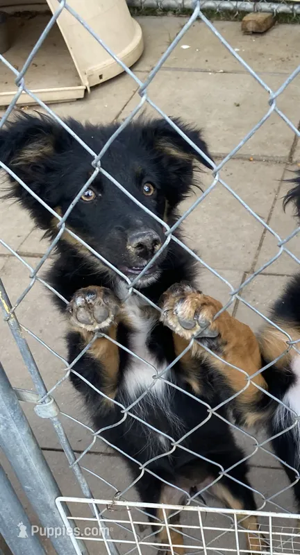 pistol f  black tri  – Miniature Australian Shepherd puppy for sale in Hygiene, CO