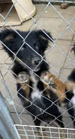pistol f  black tri , a female Miniature Australian Shepherd for sale in Hygiene, CO – 1 of 2