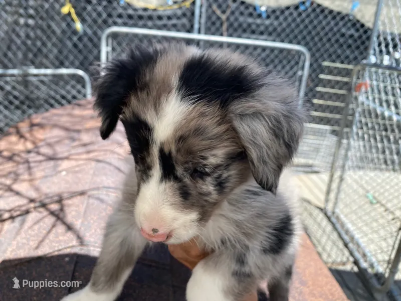 standard female aussie/border cross merle, a female Australian Shepherd for sale in Hygiene, CO – 1 of 4