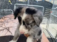 standard female aussie/border cross merle, a female Australian Shepherd for sale in Hygiene, CO – 1 of 4
