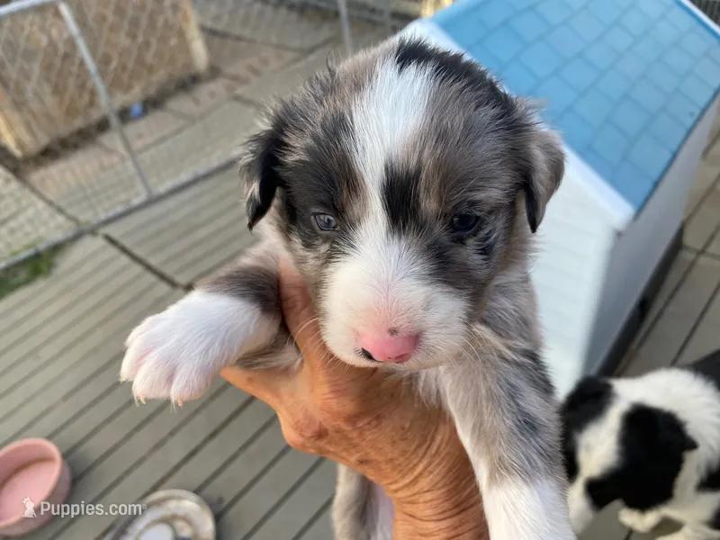 standard aussie/border cross merle – Australian Shepherd puppy for sale in Hygiene, CO