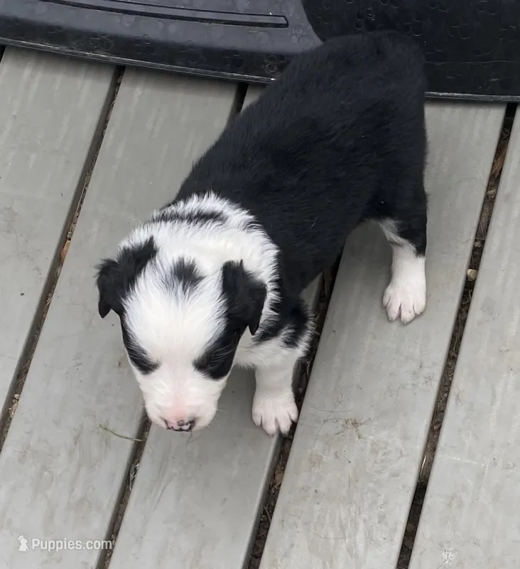 standard aussie/border cross male  – Australian Shepherd puppy for sale in Hygiene, CO