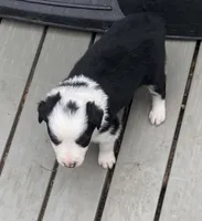 standard aussie/border cross male , a female Australian Shepherd for sale in Hygiene, CO – 1 of 1