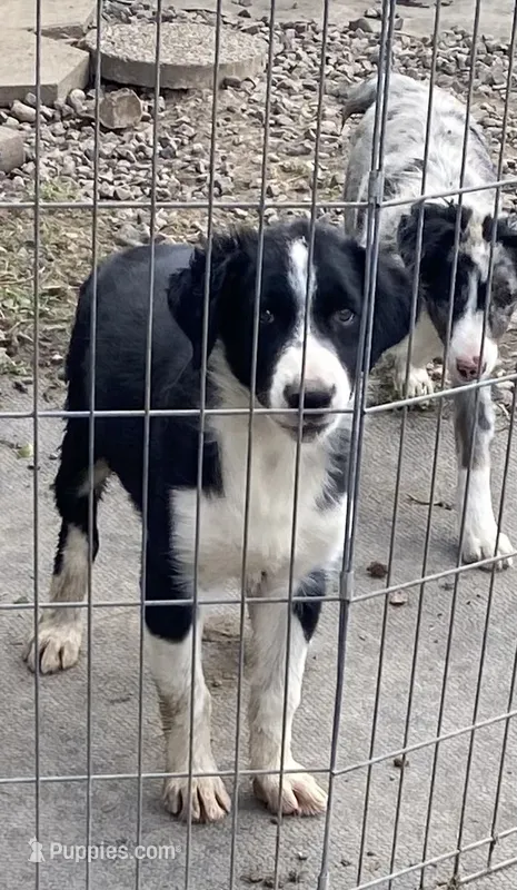 standard male aussie/border cross  – Australian Shepherd, Border Collie puppy for sale in Hygiene, CO