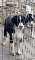 standard male aussie/border cross , a male Australian Shepherd for sale in Hygiene, CO – 3 of 5