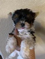 callie male, a male Yorkshire Terrier for sale in Hygiene, CO – Photo 1 of 2