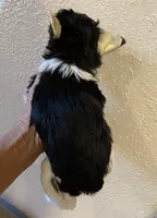 callie male, a male Yorkshire Terrier for sale in Hygiene, CO – Photo 2 of 2