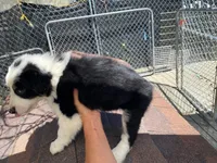 standard aussie/border cross female , a female Australian Shepherd for sale in Hygiene, CO – 4 of 5