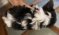 Daisy parti male 1, a male Yorkshire Terrier for sale in Hygiene, CO – 2 of 2