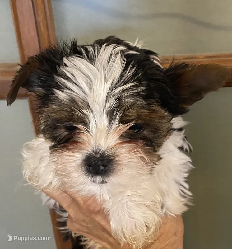 Daisy parti male 1, a male Yorkshire Terrier for sale in Hygiene, CO – 1 of 2