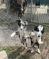 standard  female aussie/border cross , a female Australian Shepherd for sale in Hygiene, CO – 2 of 4