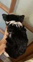 callie parti female, a female Yorkshire Terrier for sale in Hygiene, CO – 2 of 2