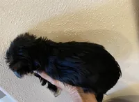 piper male, a male Yorkshire Terrier for sale in Hygiene, CO – Photo 2 of 2