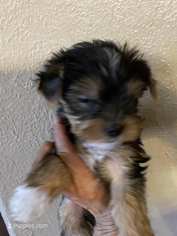 piper male – Yorkshire Terrier puppy for sale in Hygiene, CO