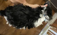 Daisy female parti , a female Yorkshire Terrier for sale in Hygiene, CO – 2 of 2