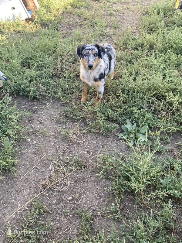 pistol f merle – Miniature Australian Shepherd puppy for sale in Hygiene, CO