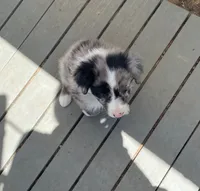 standard female aussie/border cross merle, a female Australian Shepherd for sale in Hygiene, CO – 2 of 4