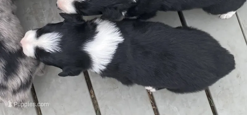 standard aussie/border cross merle – Australian Shepherd puppy for sale in Hygiene, CO