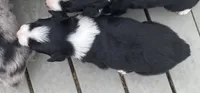 standard aussie/border cross merle, a female Australian Shepherd for sale in Hygiene, CO – 1 of 1