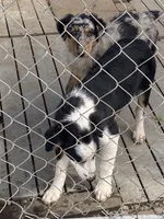  standard female aussie/border cross , a female Australian Shepherd for sale in Hygiene, CO – 2 of 3