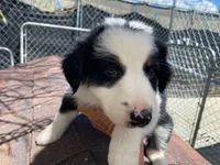 standard aussie/border cross female , a female Australian Shepherd for sale in Hygiene, CO – 3 of 5