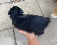 pistol black tri , a male Miniature Australian Shepherd for sale in Hygiene, CO – 2 of 2