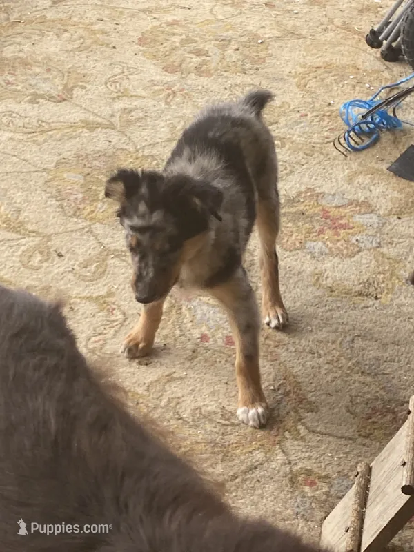 pistol f merle – Miniature Australian Shepherd puppy for sale in Hygiene, CO