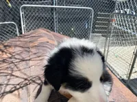 standard aussie/border cross female , a female Australian Shepherd for sale in Hygiene, CO – 5 of 5