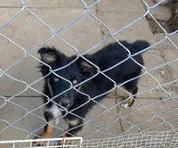 pistol f  black tri , a female Miniature Australian Shepherd for sale in Hygiene, CO – 2 of 2