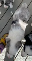 Koda male merle with lots of white, a male Australian Shepherd for sale in Hygiene, CO – 4 of 4