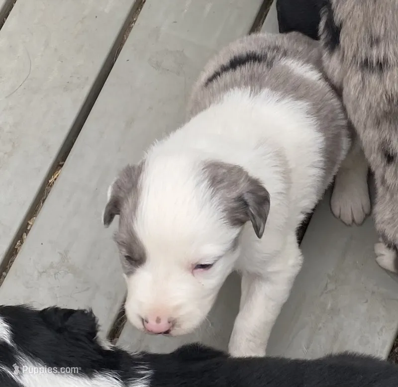 Koda male merle with lots of white – Australian Shepherd puppy for sale in Hygiene, CO