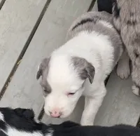 Koda male merle with lots of white, a male Australian Shepherd for sale in Hygiene, CO – 1 of 2