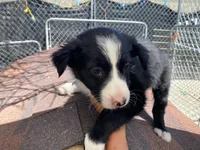 standard  female aussie/border cross merle, a female Australian Shepherd for sale in Hygiene, CO – 2 of 3