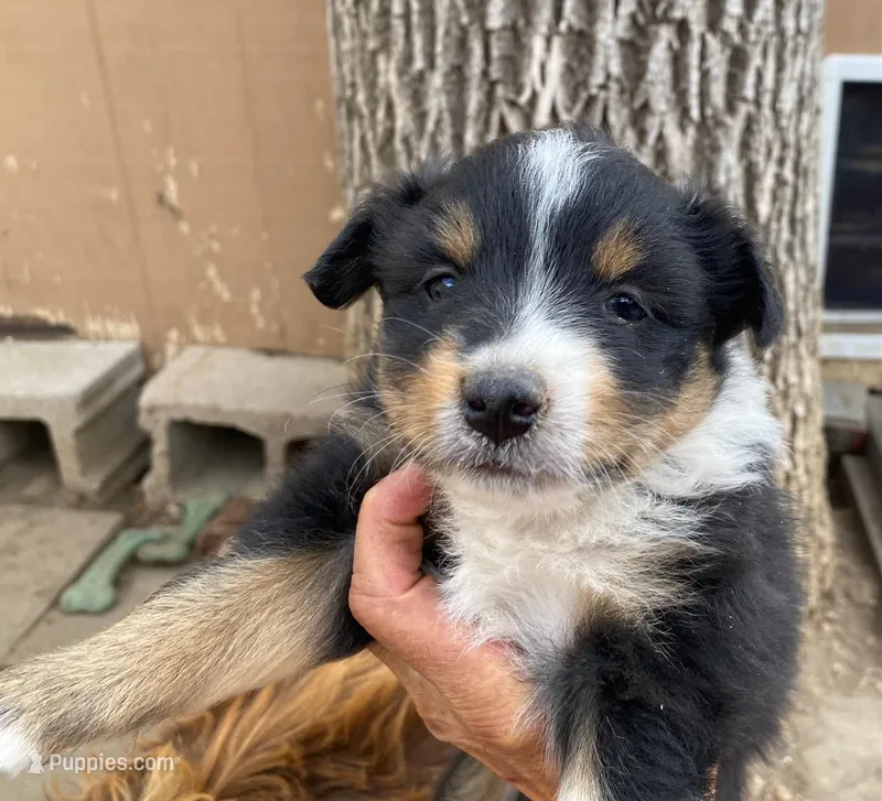 pistol f black merle with white – Miniature Australian Shepherd puppy for sale in Hygiene, CO