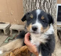 pistol f black merle with white, a female Miniature Australian Shepherd for sale in Hygiene, CO – 1 of 2