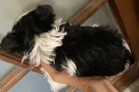 Daisy parti male 2, a male Yorkshire Terrier for sale in Hygiene, CO – 2 of 2