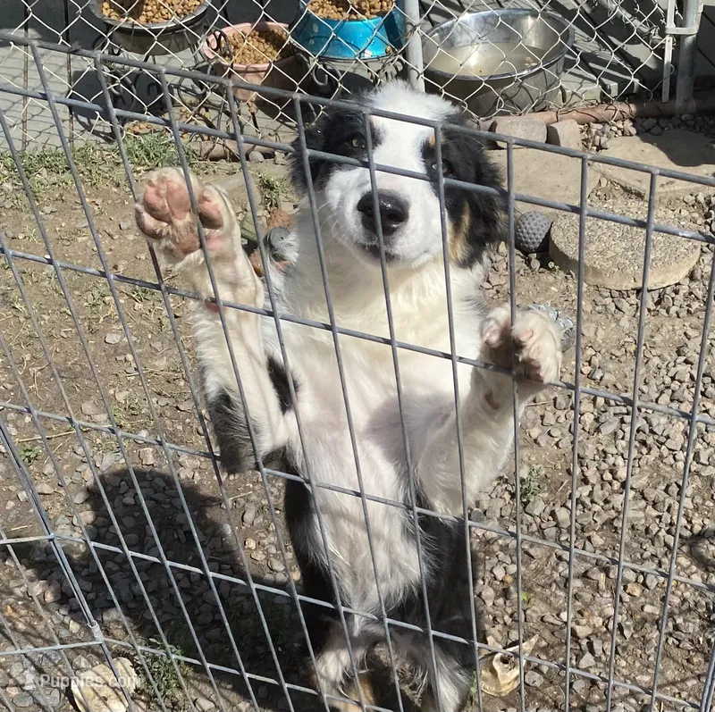 standard aussie/border cross female  – Australian Shepherd puppy for sale in Hygiene, CO