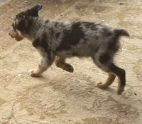 pistol f merle, a female Miniature Australian Shepherd for sale in Hygiene, CO – 2 of 2