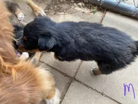 pistol f black tri mostly black, a male Miniature Australian Shepherd for sale in Hygiene, CO – 2 of 2