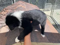 standard  female aussie/border cross merle, a female Australian Shepherd for sale in Hygiene, CO – 3 of 3
