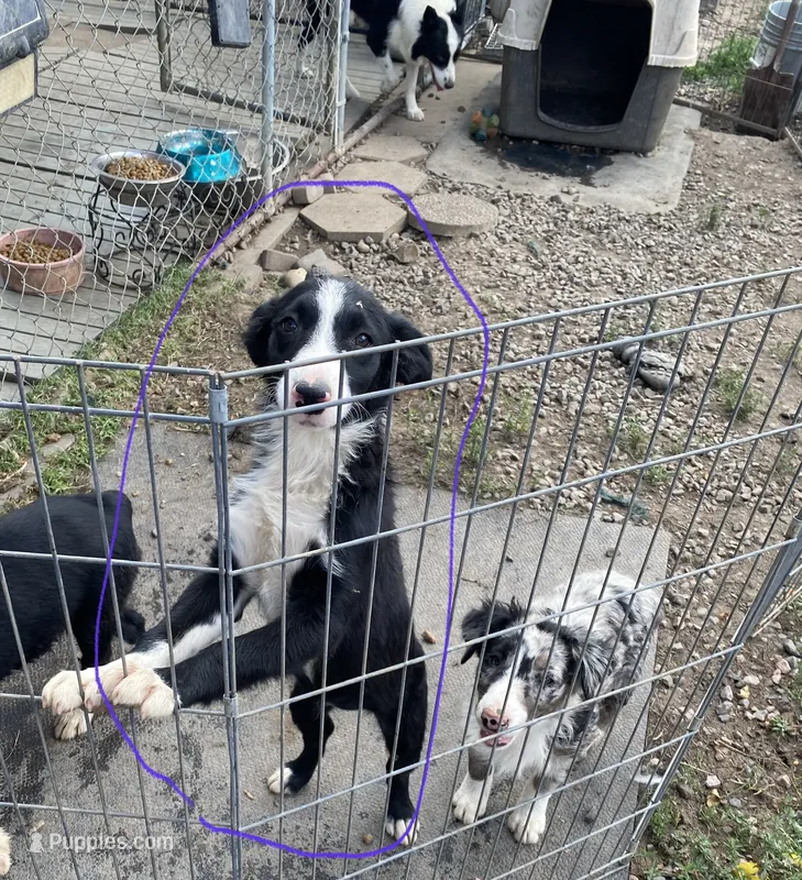 standard  female aussie/border cross merle – Australian Shepherd puppy for sale in Hygiene, CO