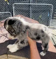 standard female aussie/border cross merle, a female Australian Shepherd for sale in Hygiene, CO – 3 of 4