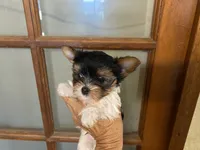 callie parti male, a male Yorkshire Terrier for sale in Hygiene, CO – 1 of 2