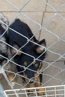 pistol m black tri mostly black, a male Miniature Australian Shepherd for sale in Hygiene, CO – 3 of 3