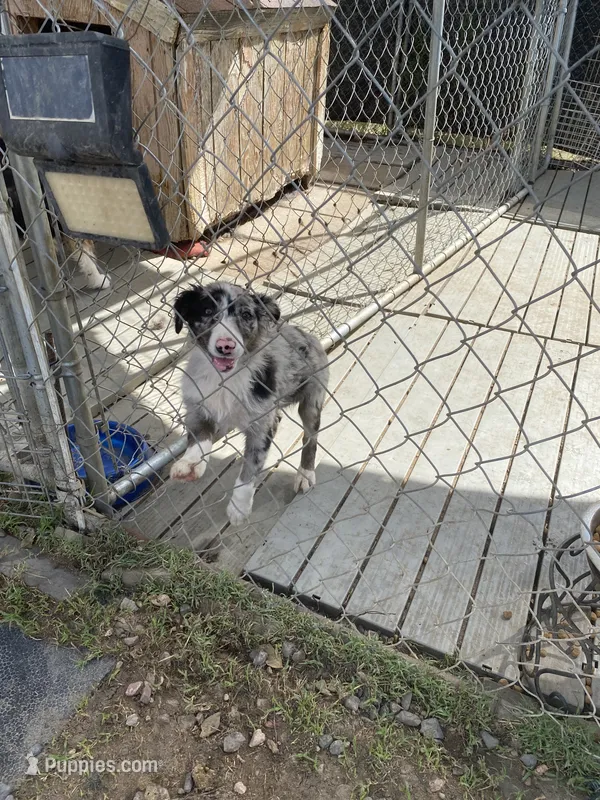 standard female aussie/border cross merle – Australian Shepherd puppy for sale in Hygiene, CO